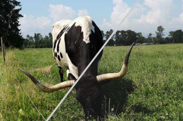 Standard Plus & Standard Filmic