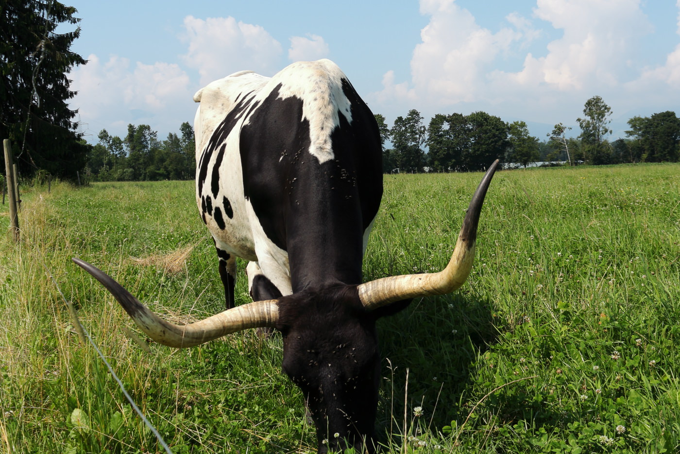 Standard Plus & Standard Filmic