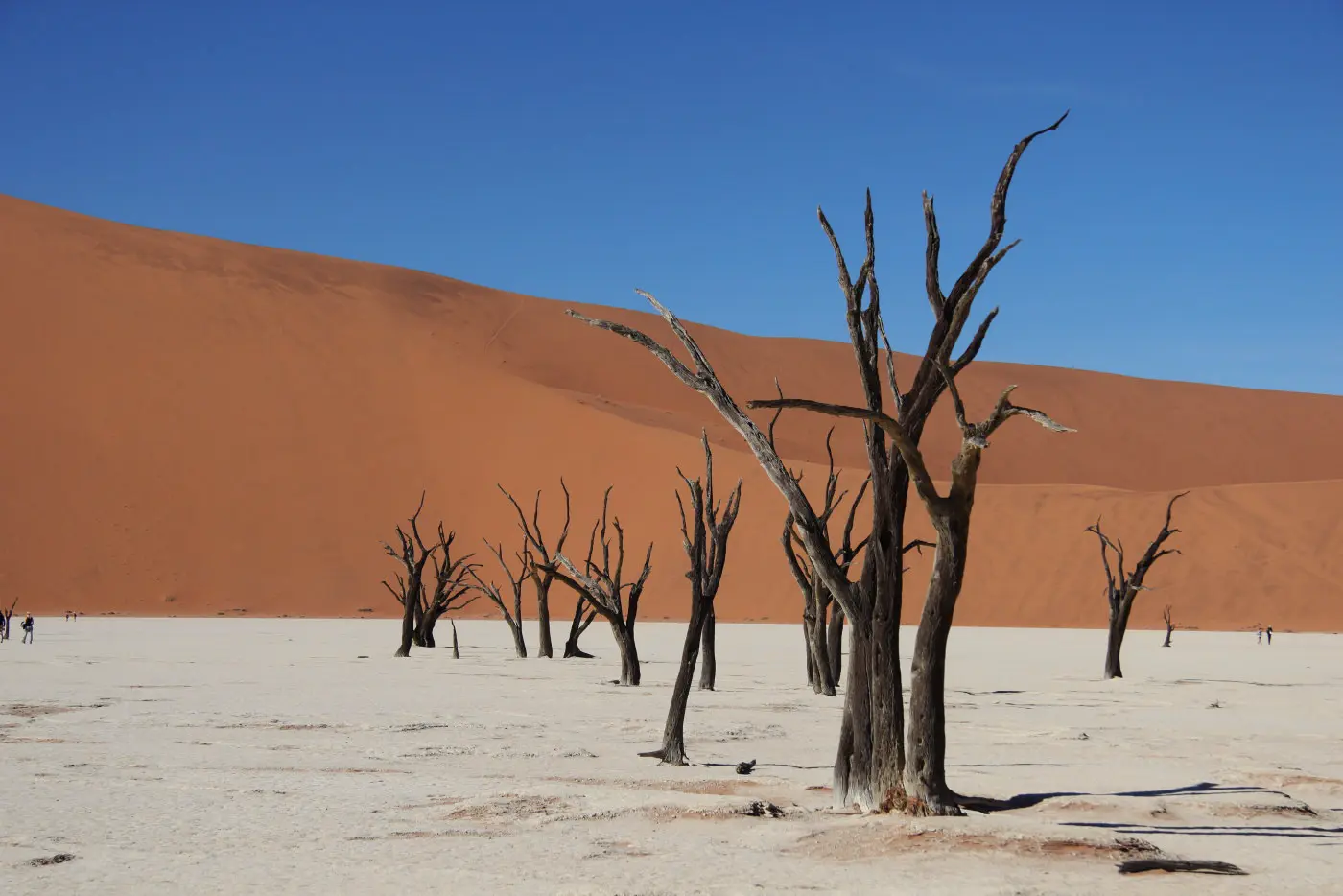 Desert with trees