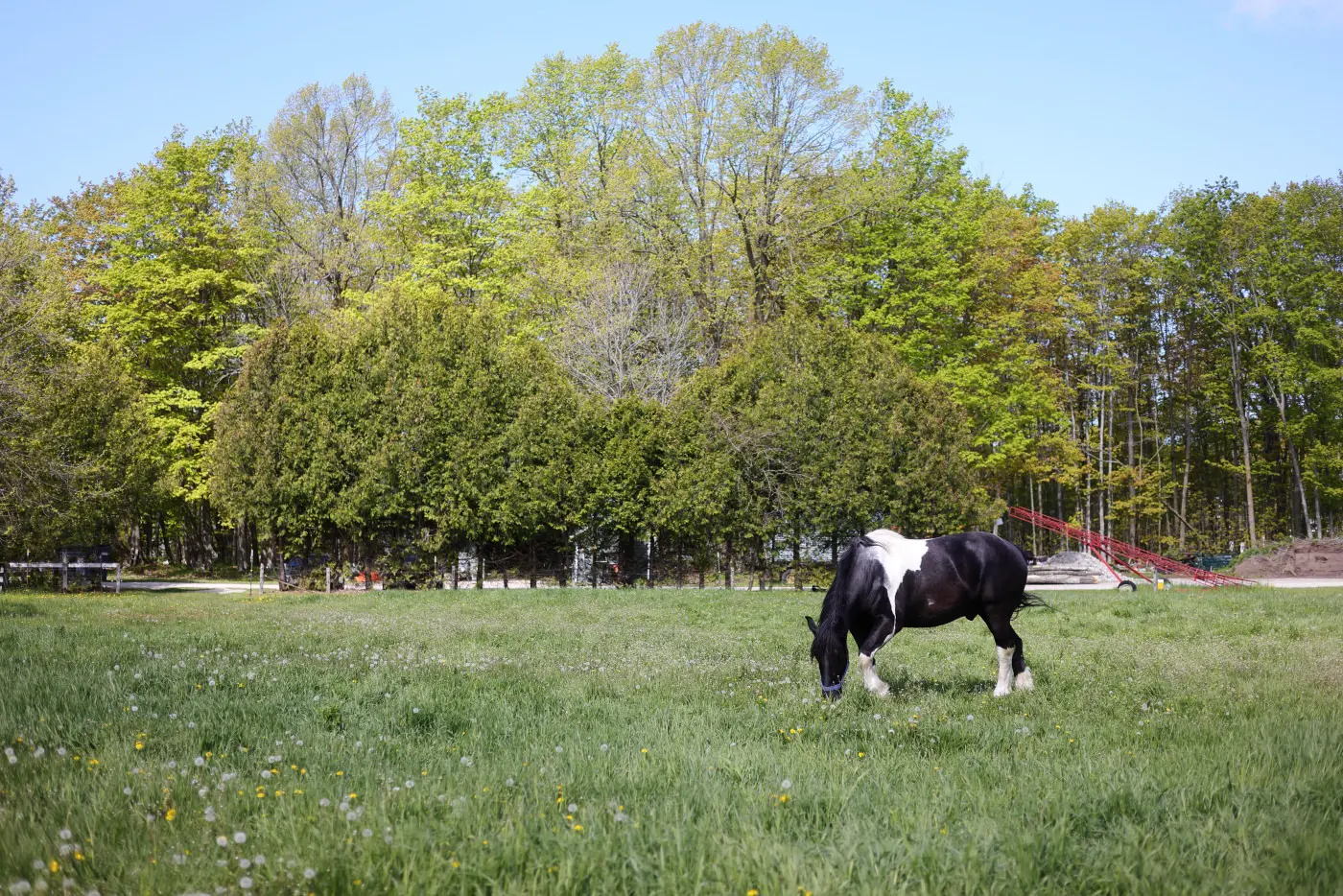 Horse grazing