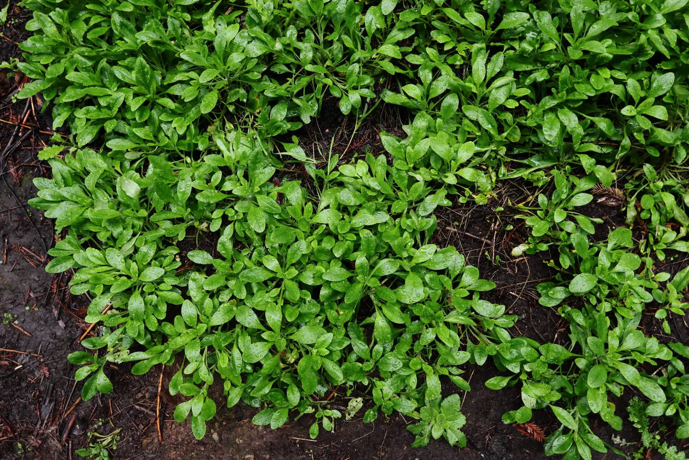 Green plant leaves