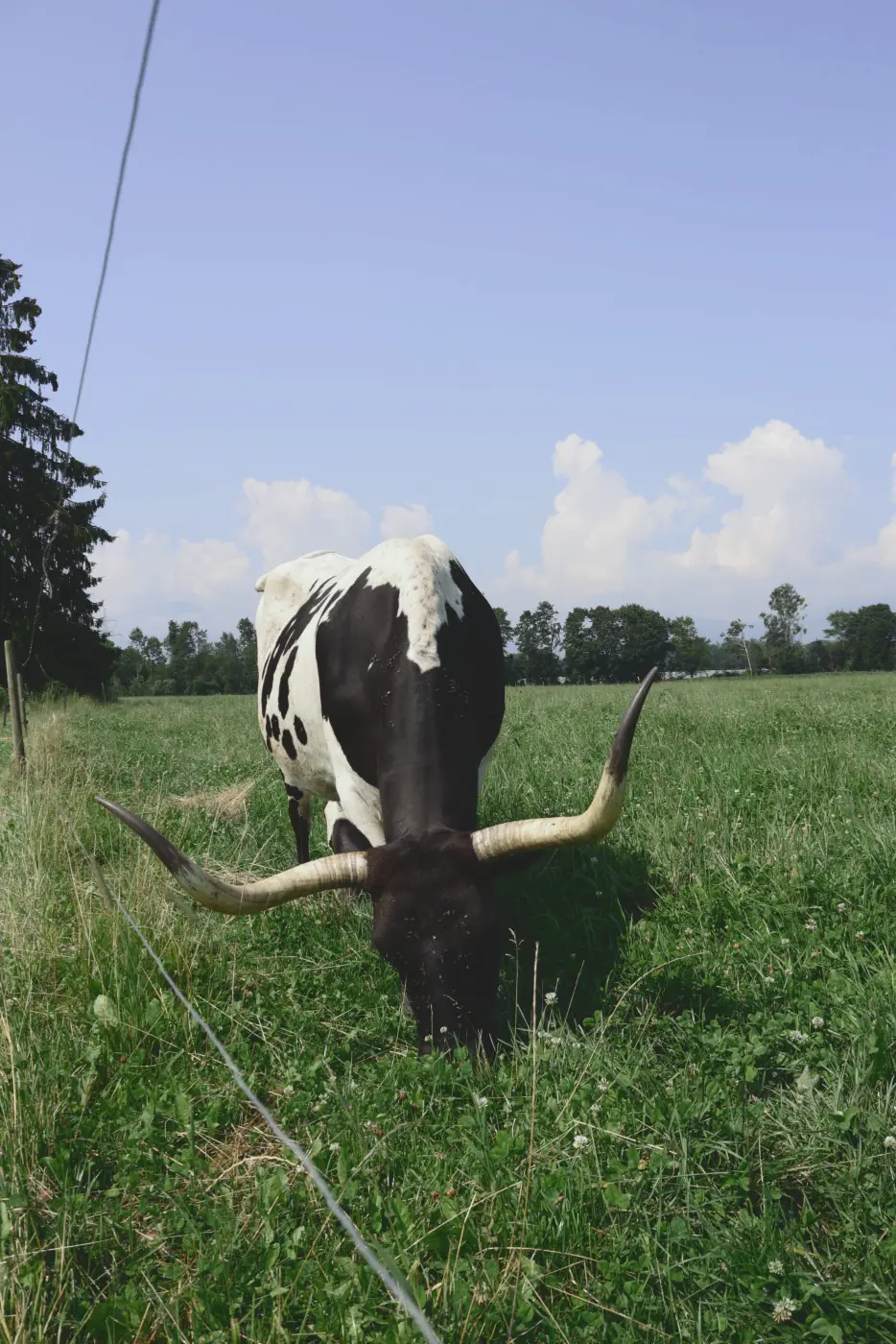 Cow grazing