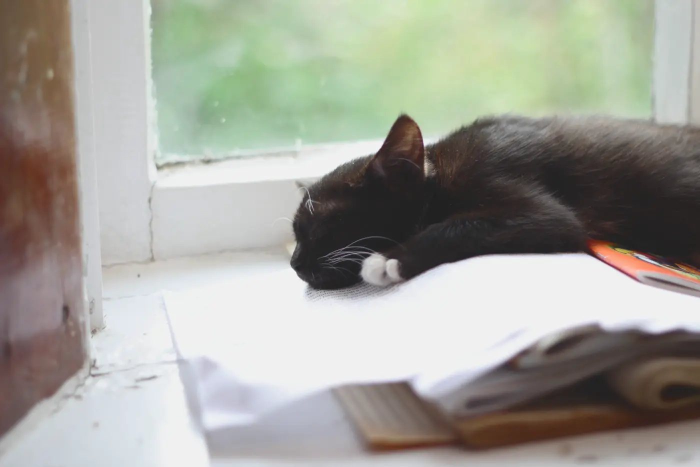 Sleeping cat by window