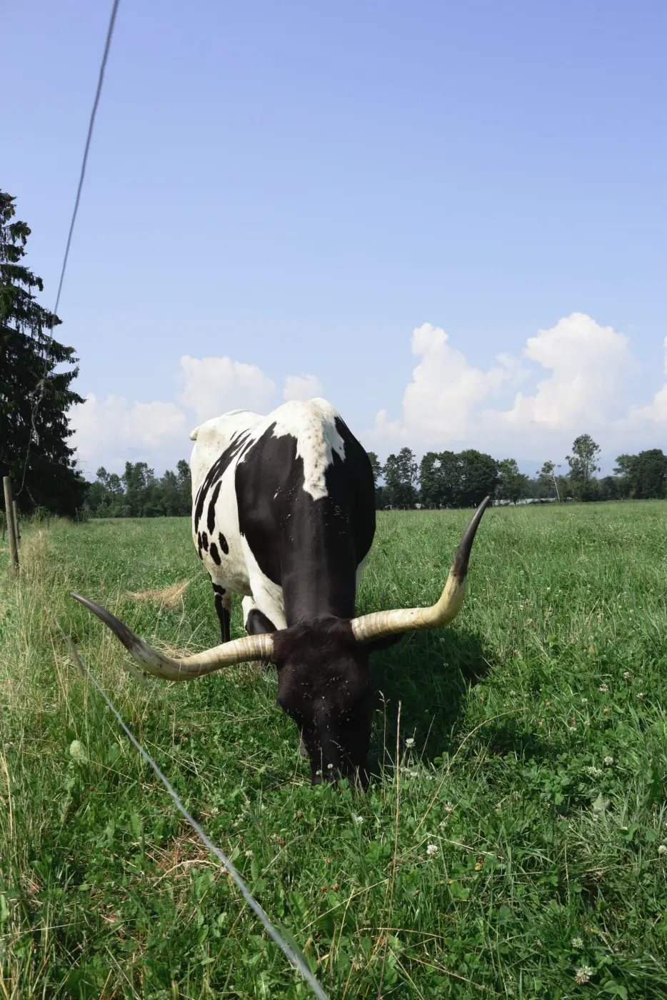 Cow grazing
