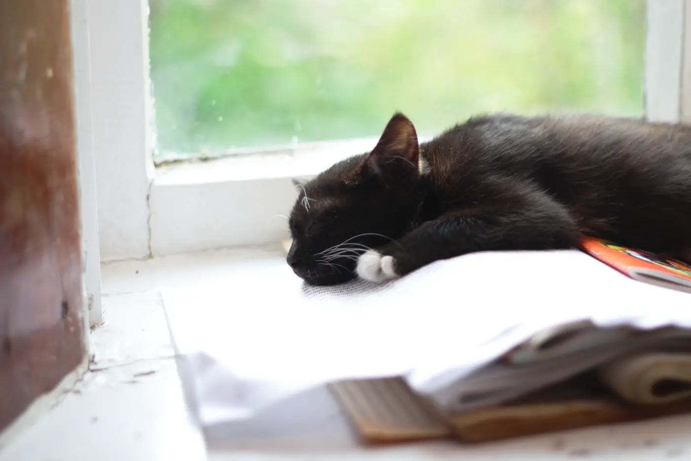 Sleeping cat by window