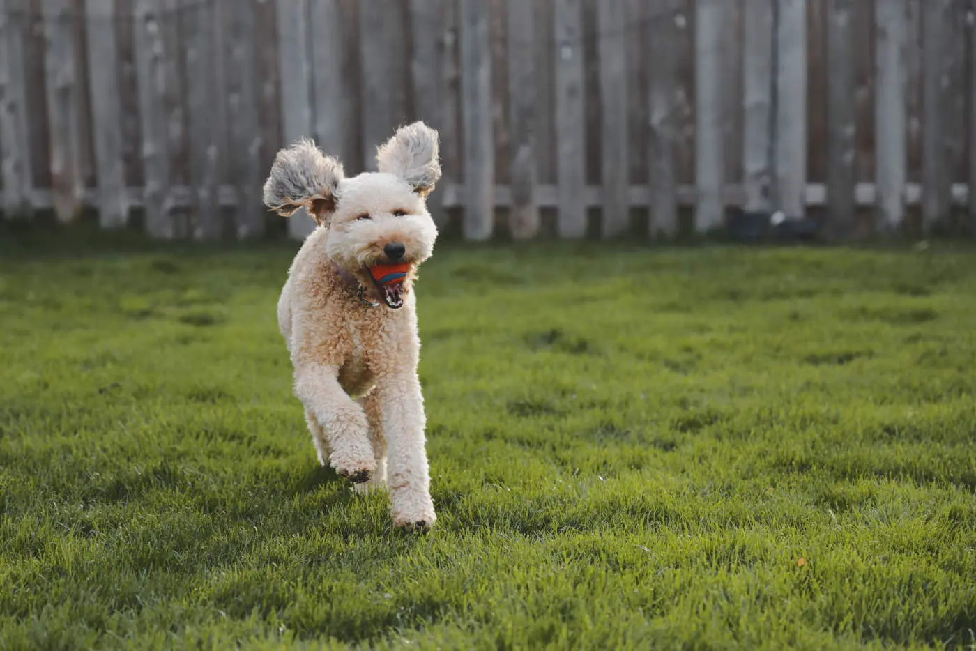 Dog grass