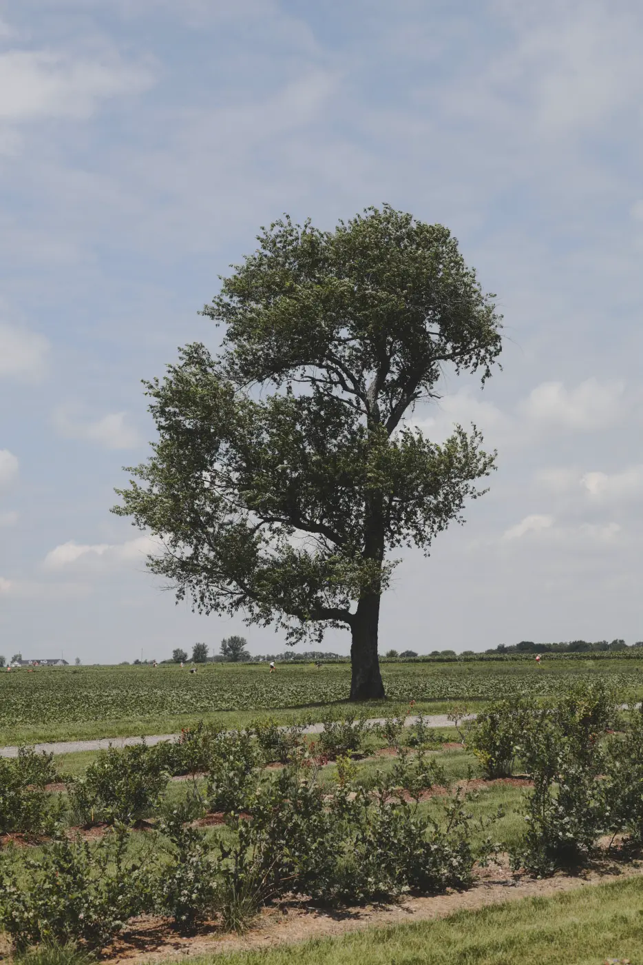 Lone tree