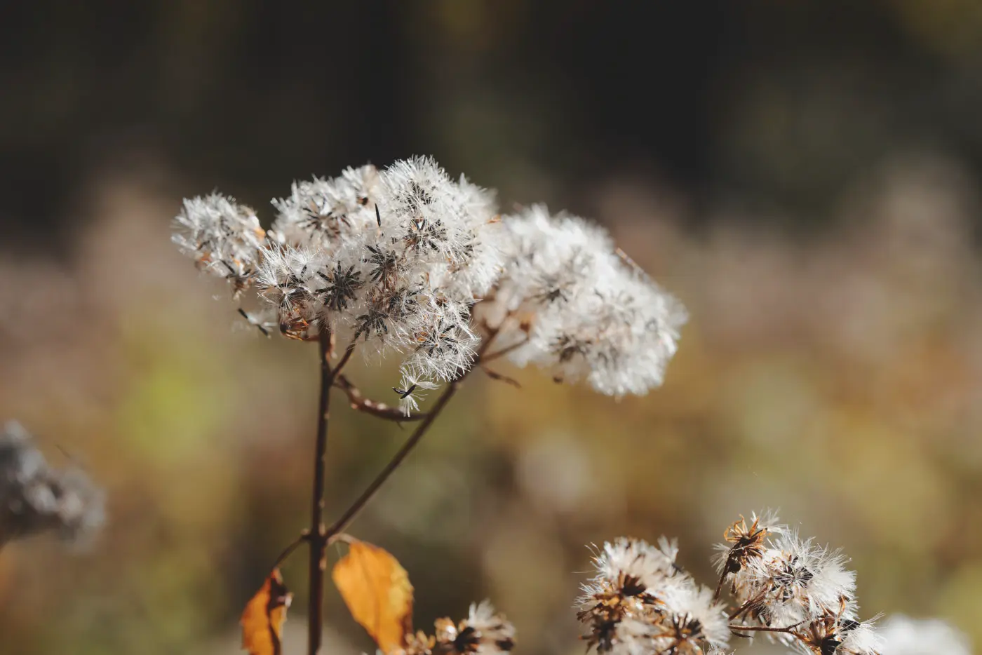 White fluffy plant closeup