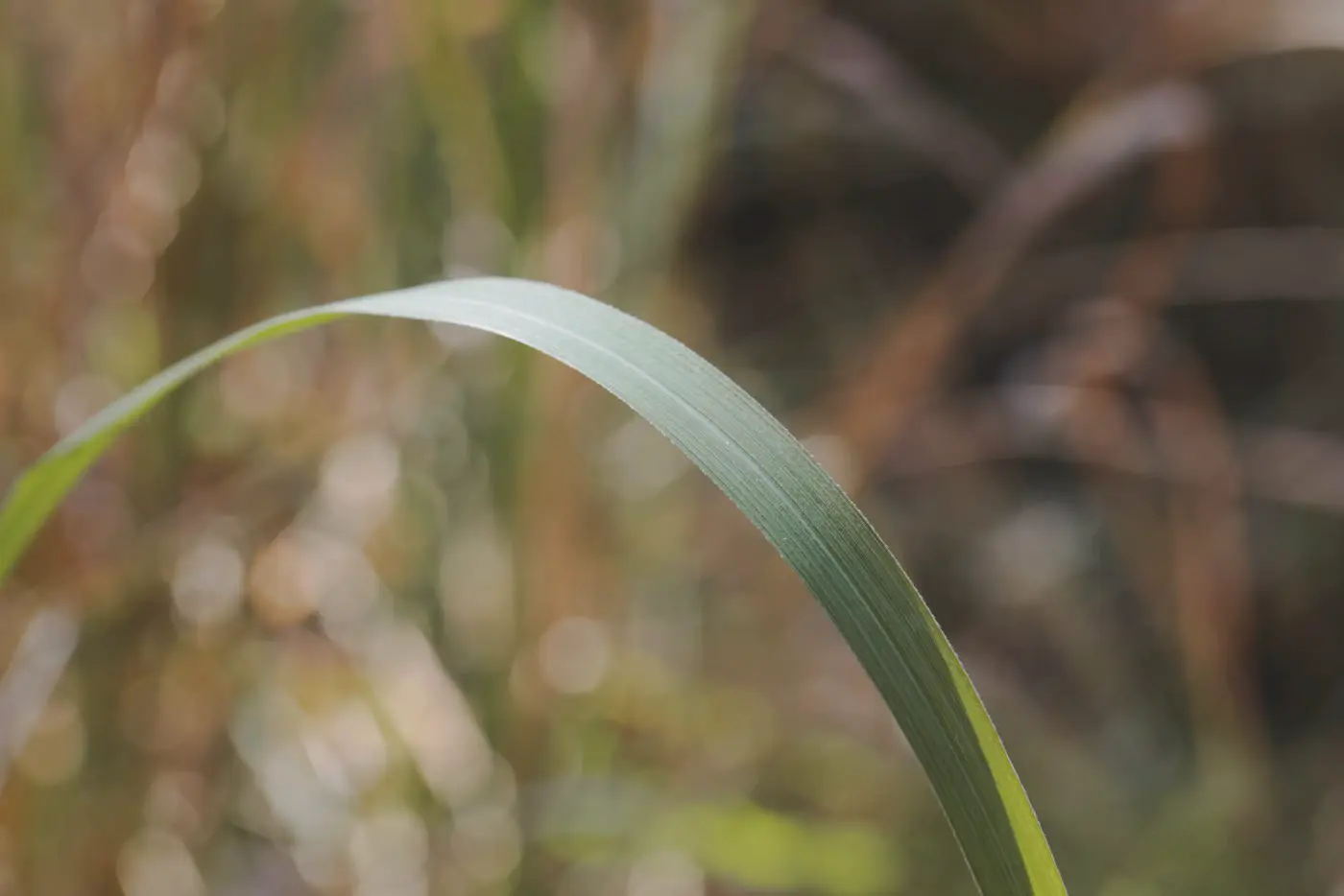 Blade of grass closeup