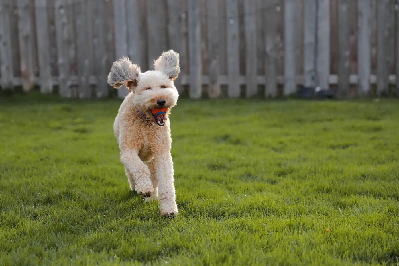 Dog grass
