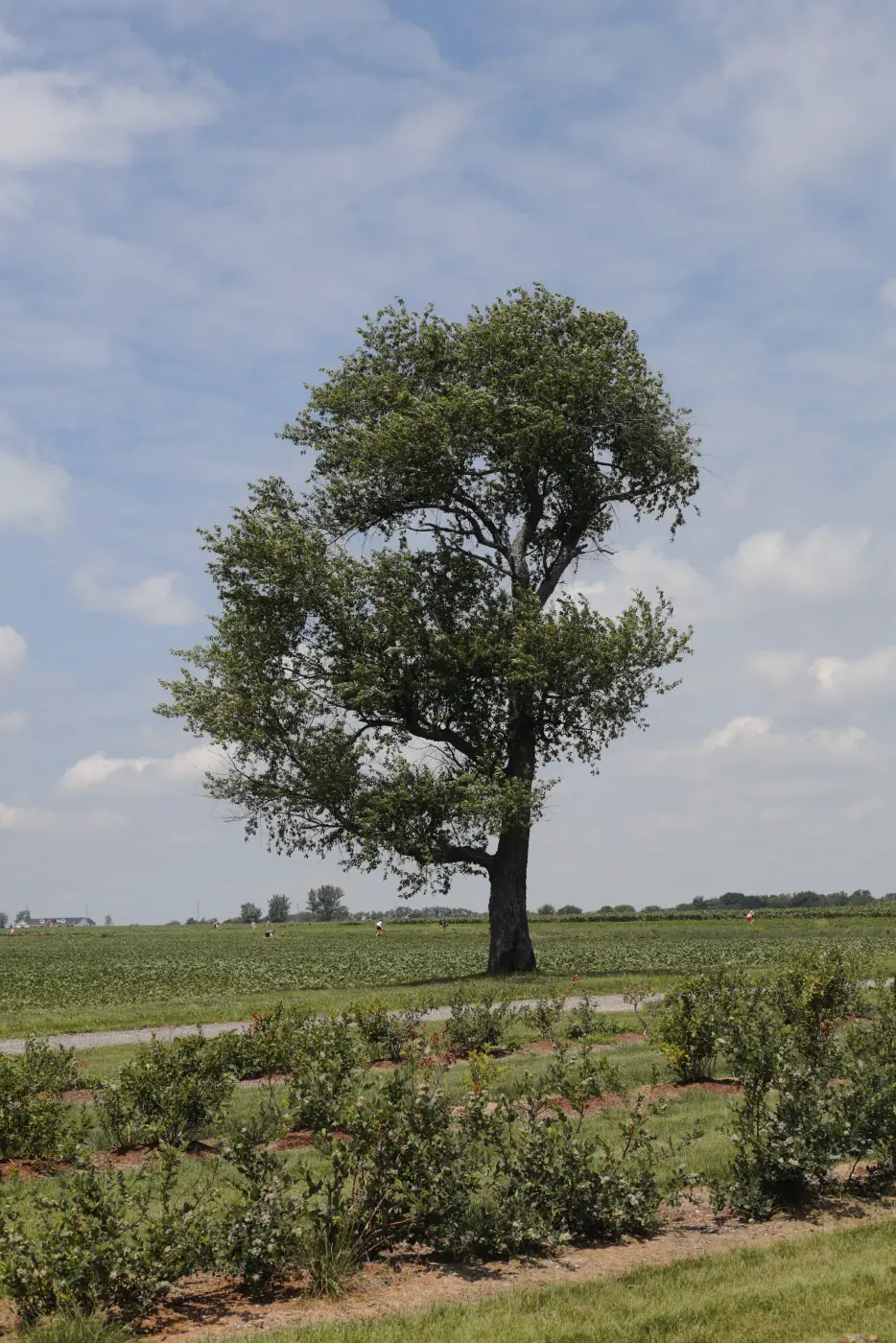 Lone tree