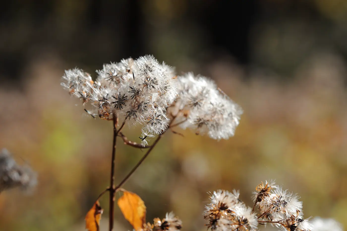 White fluffy plant closeup