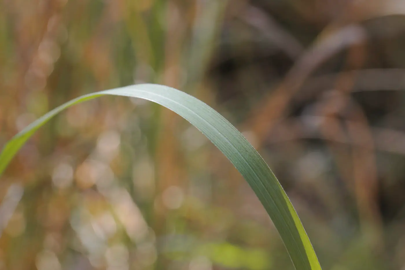 Blade of grass closeup