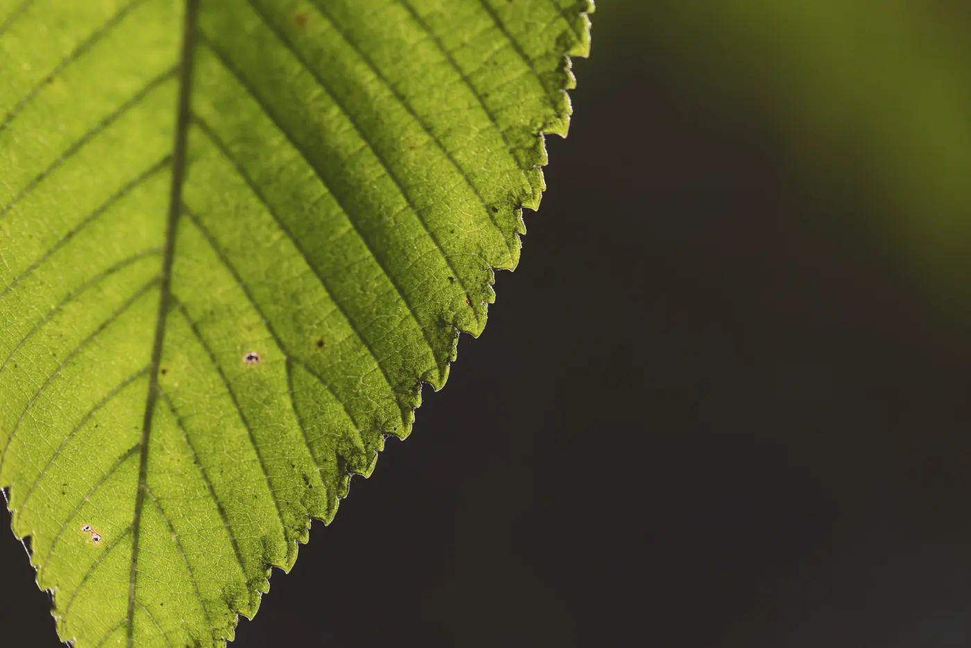 Green macro leaf