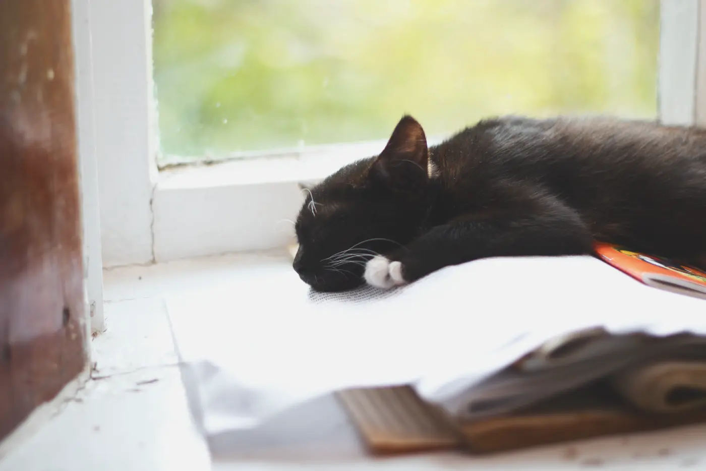 Daily Chrome Filmic example: black cat asleep on a windowsill