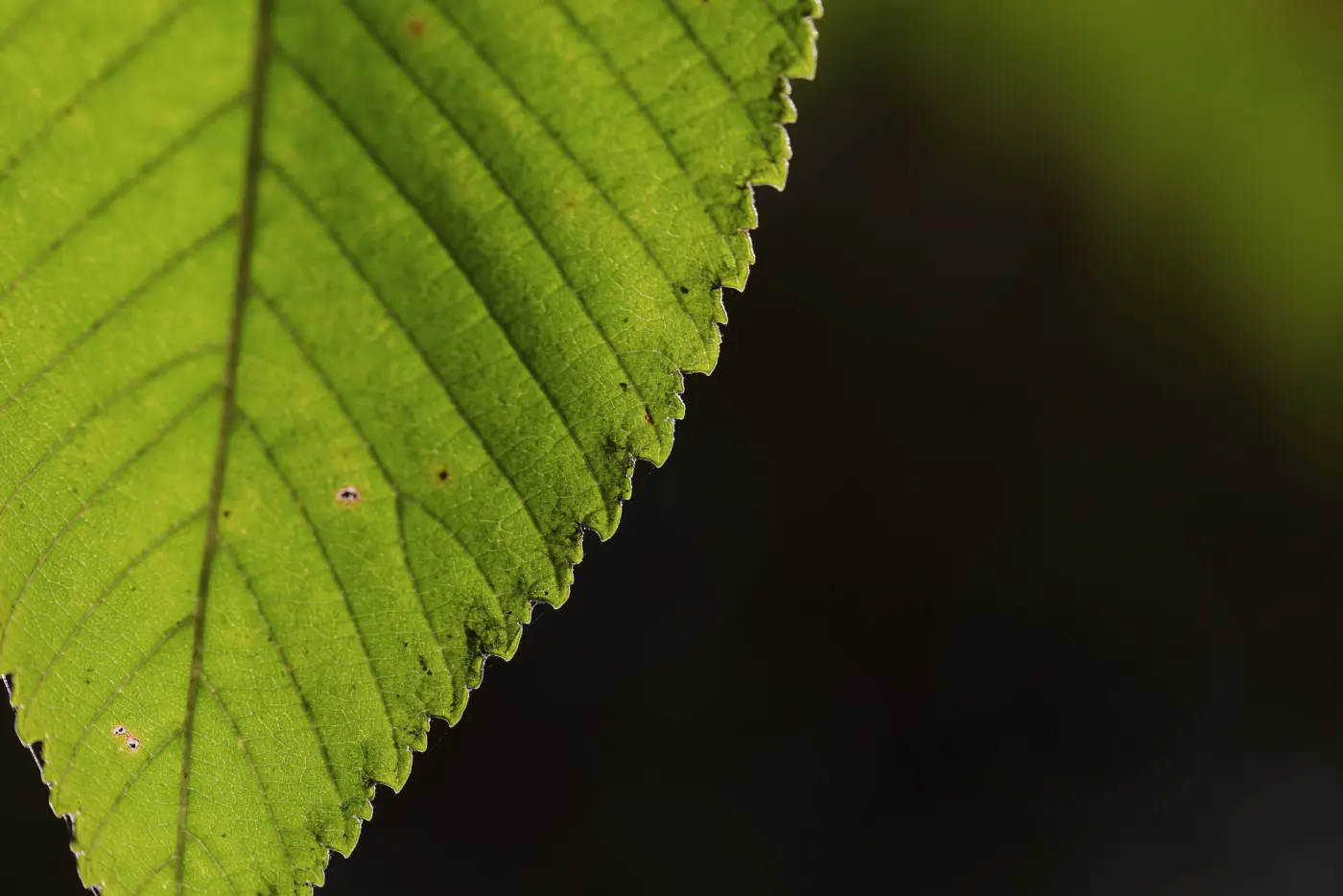 Green macro leaf
