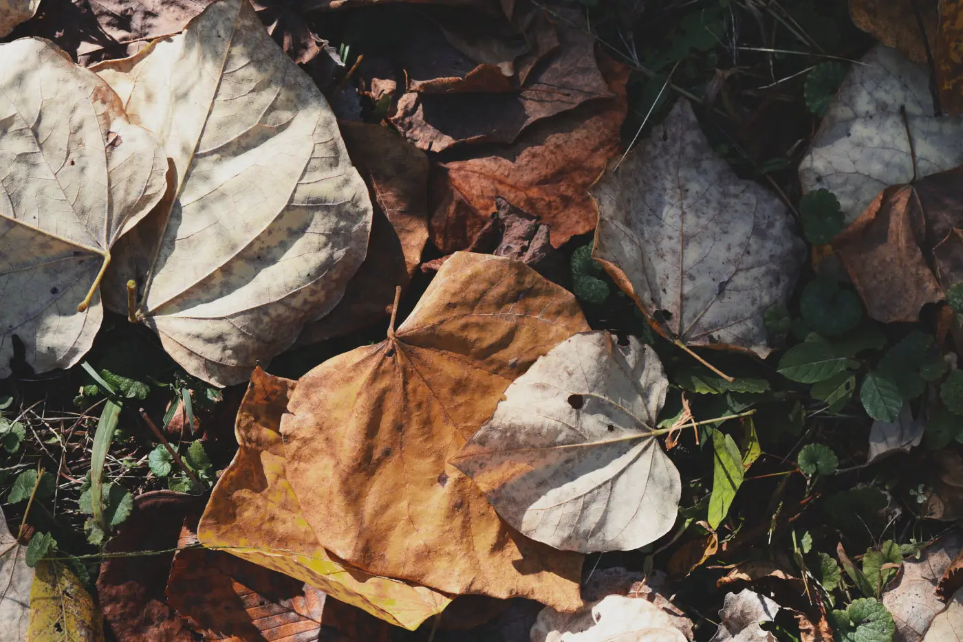 Leaves on ground, in the Disposable style