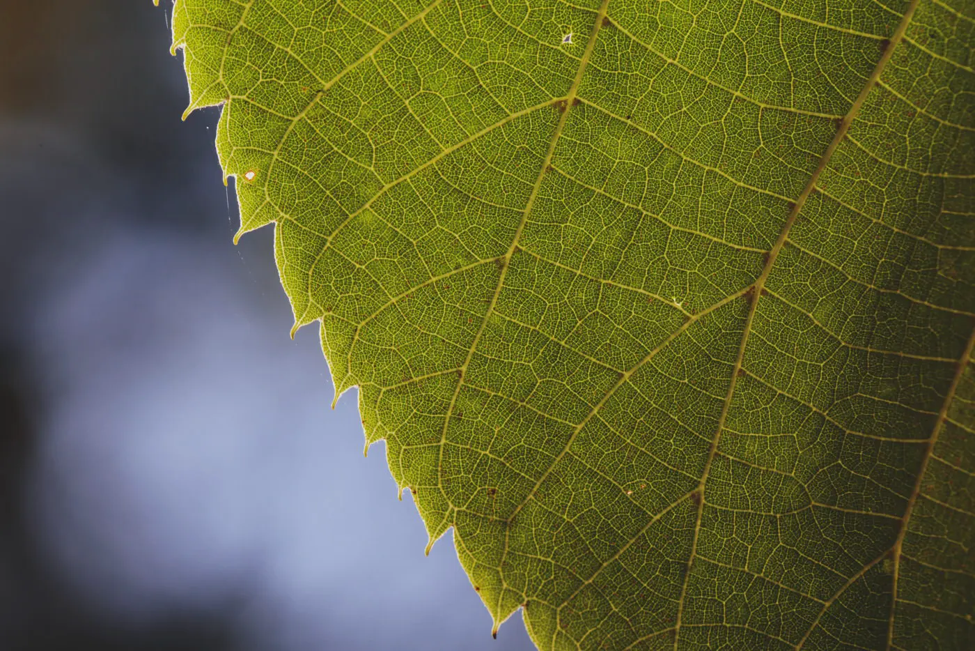 Green leaf closeup