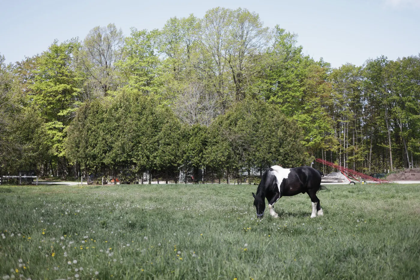 Horse grazing