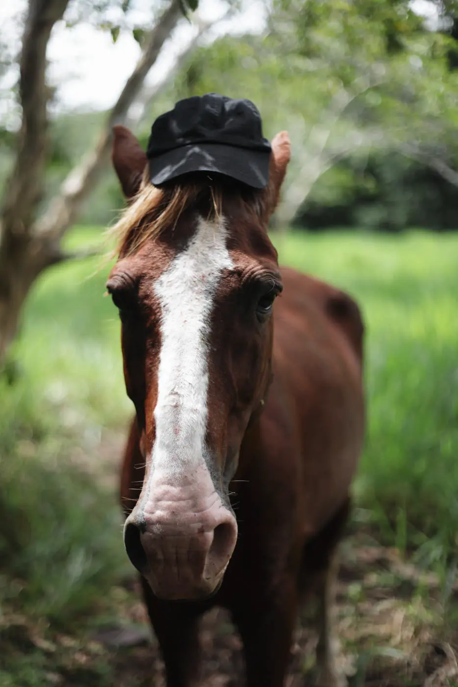 Horse with hat