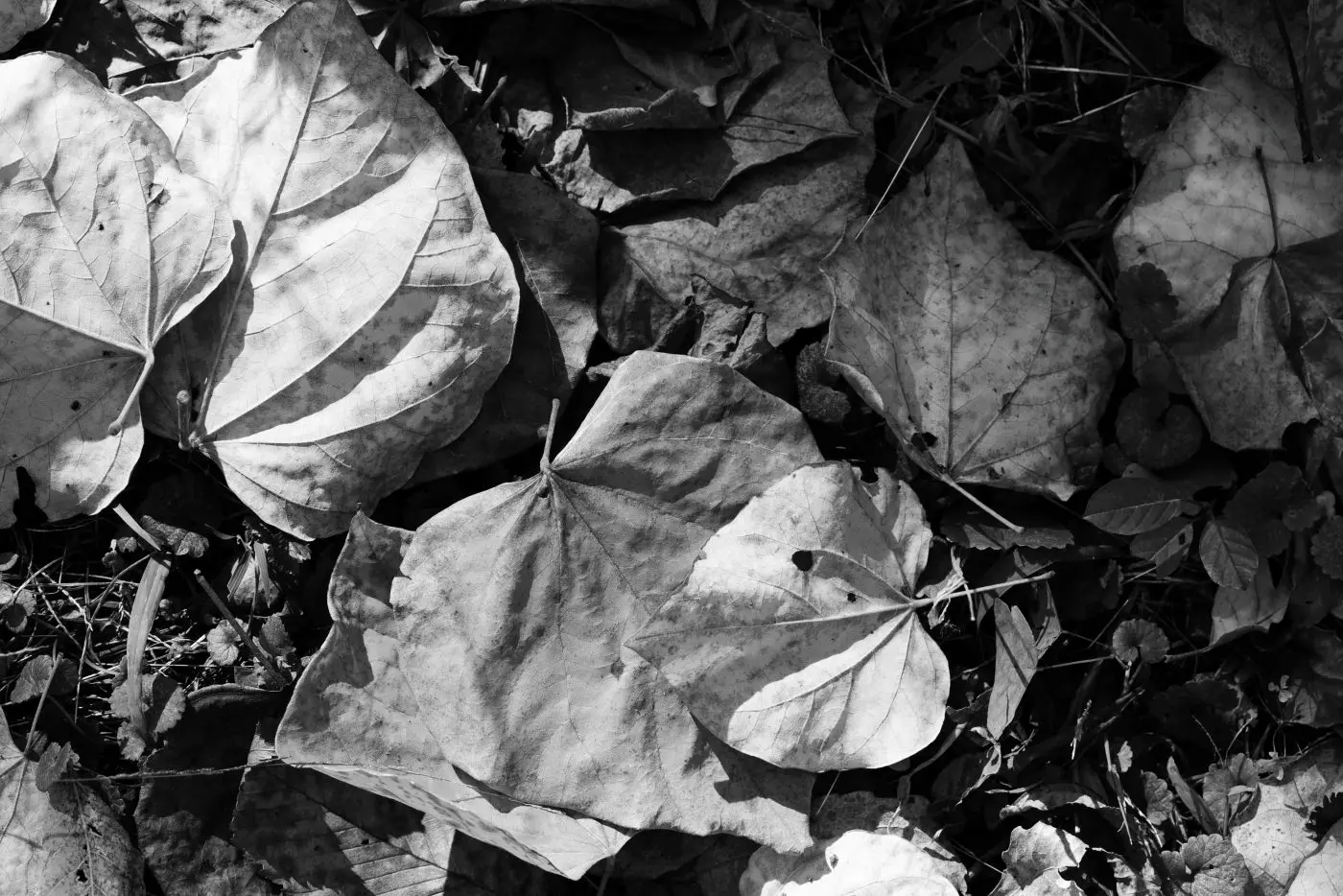 Leaves on ground