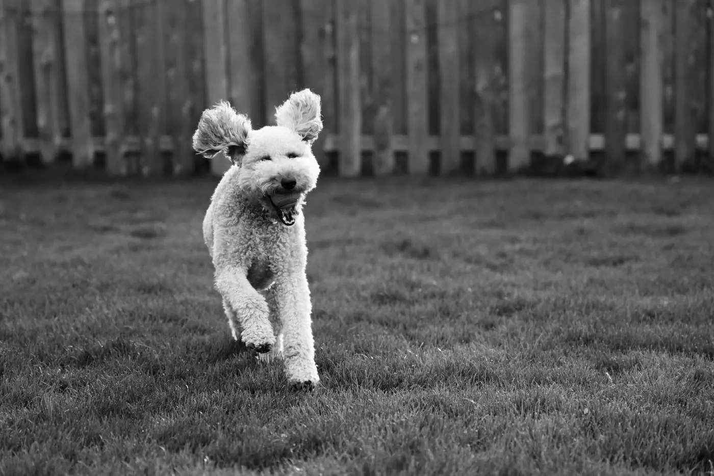 Dog grass