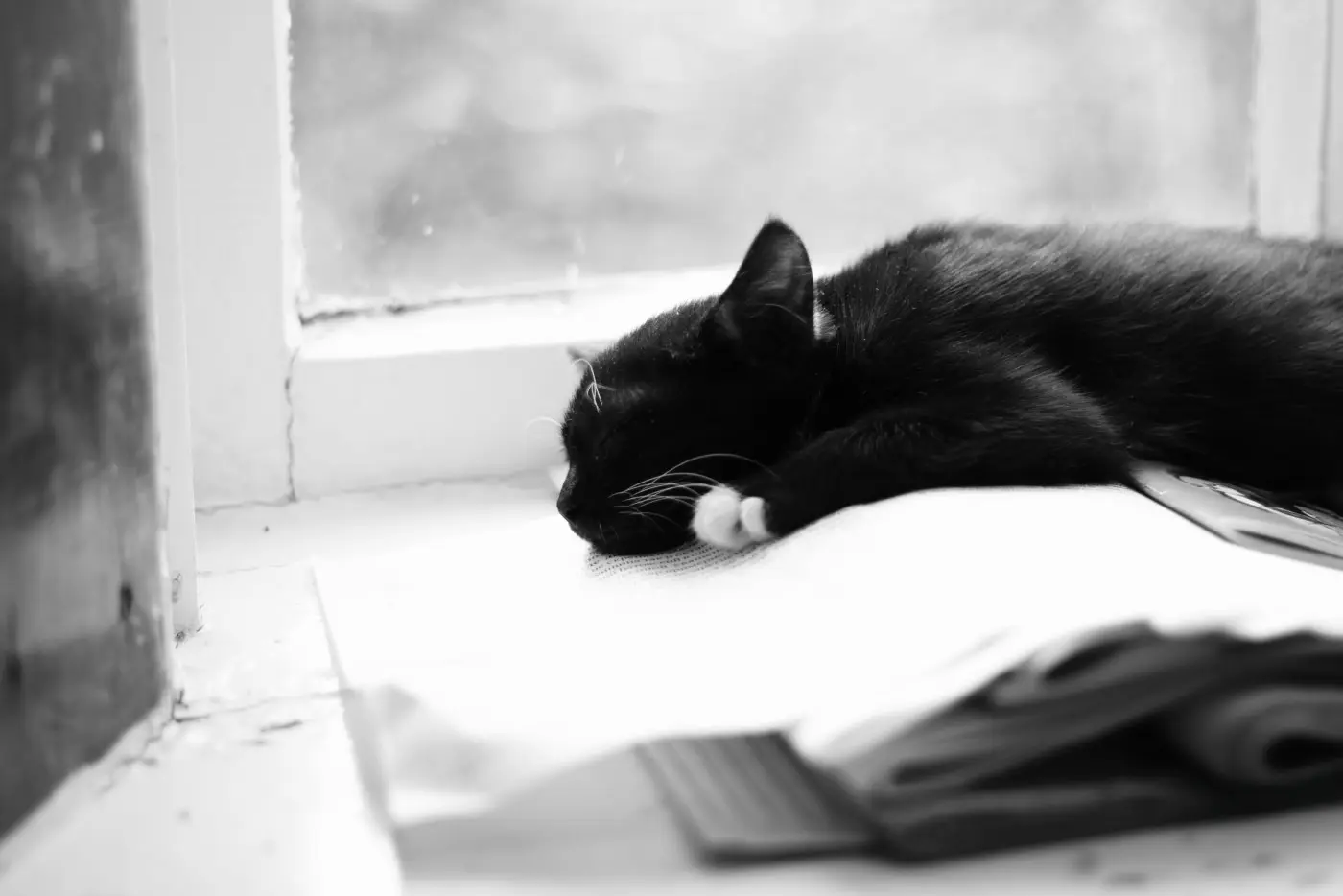 Sleeping cat by window