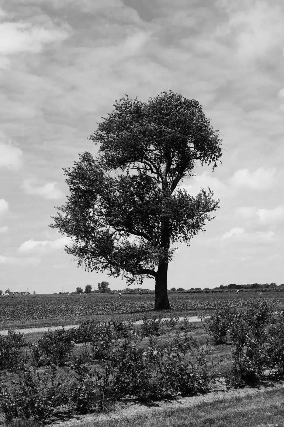 Lone tree