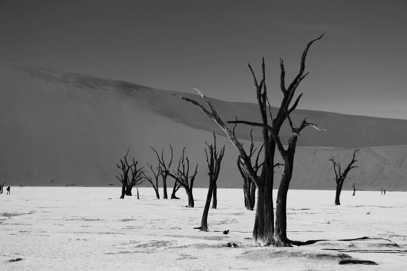 Desert with trees
