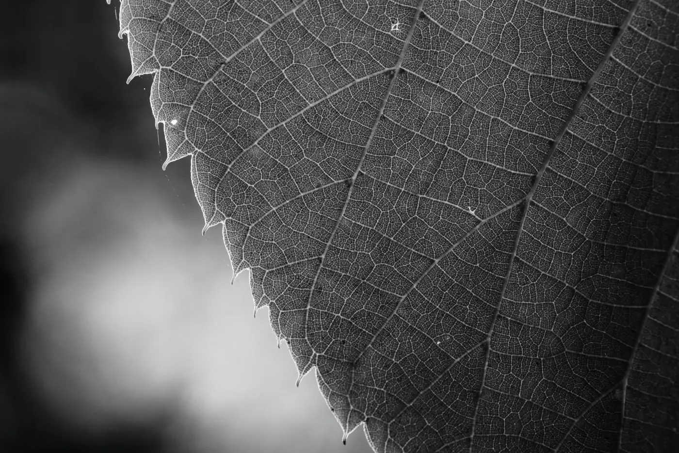 Green leaf closeup