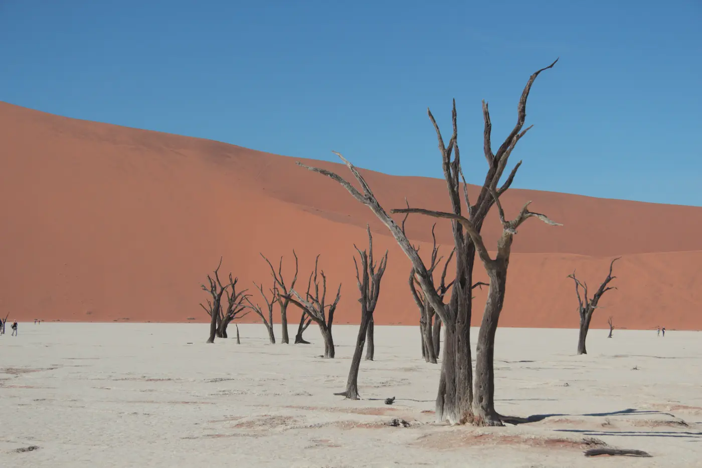 Desert with trees