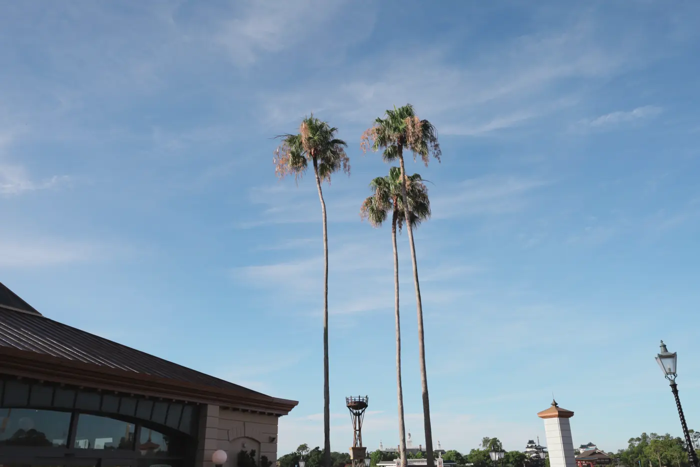 Palm trees and sky