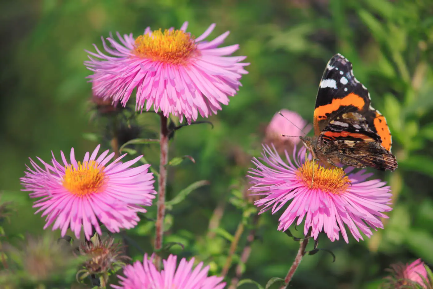 Butterfly flowers
