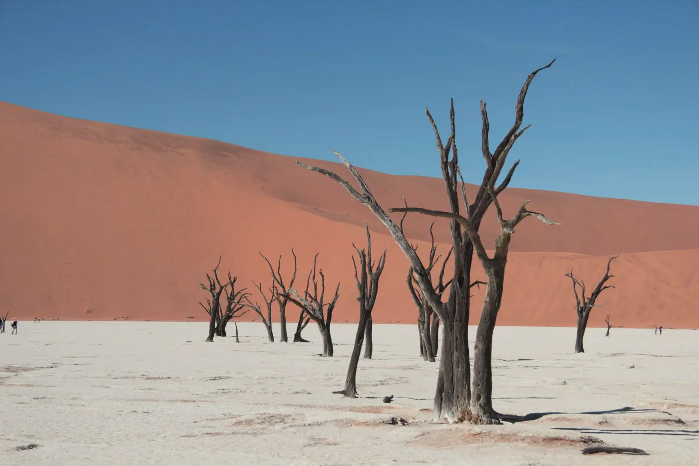 Desert with trees