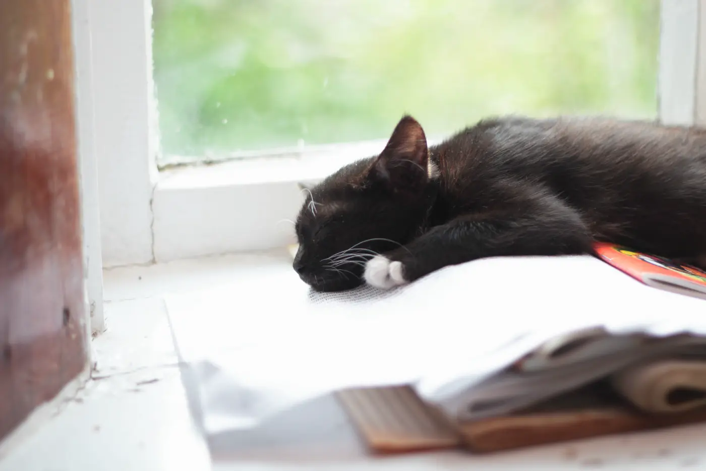 Sleeping cat by window