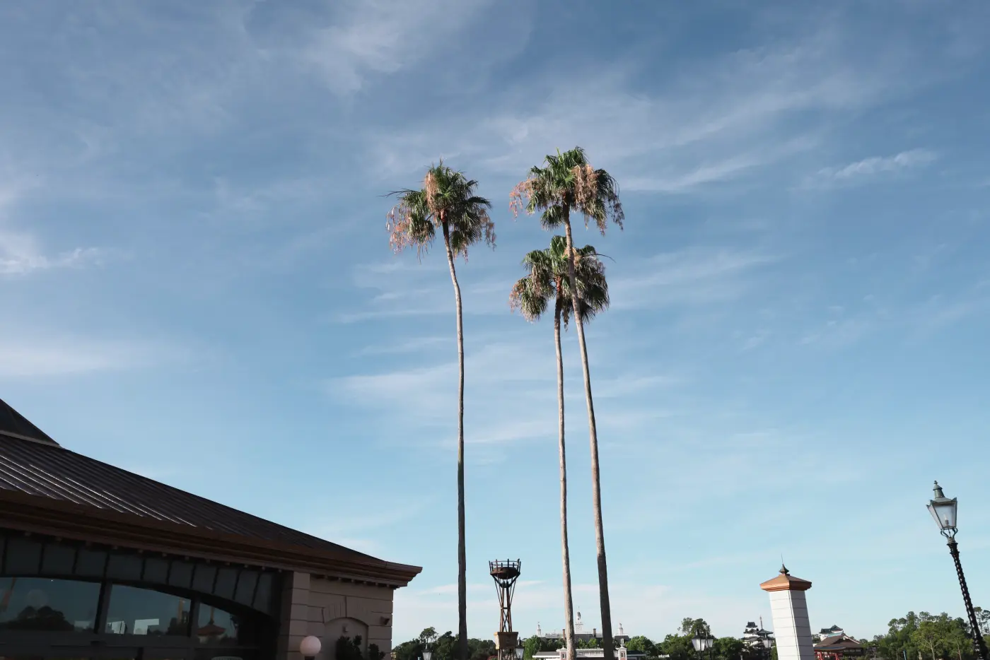 Palm trees and sky