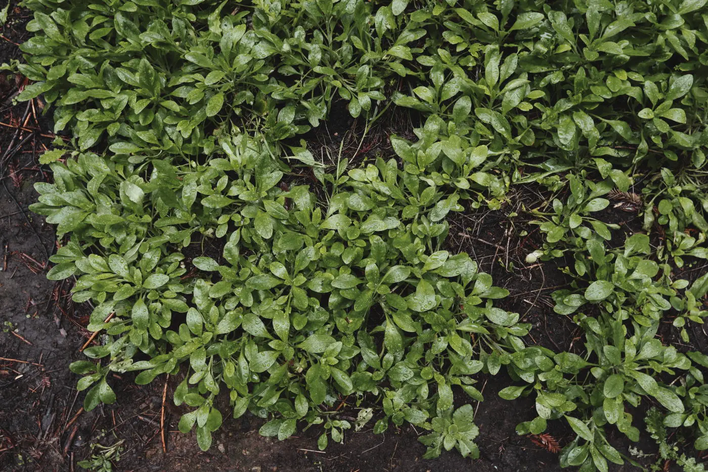 Green plant leaves
