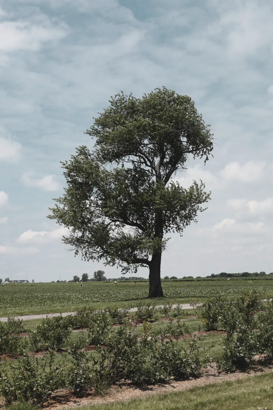 Lone tree