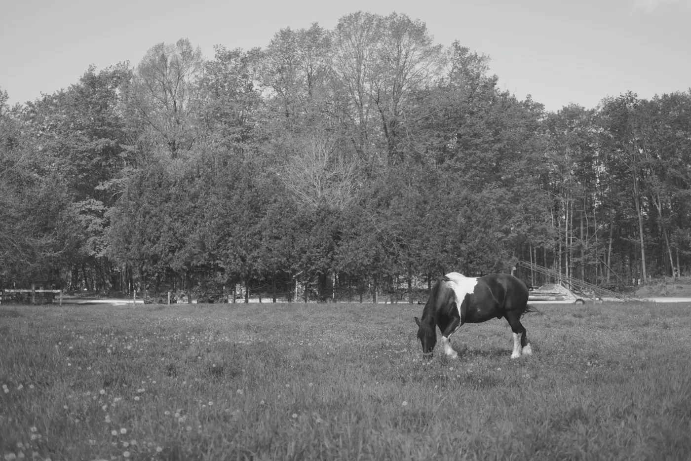 Horse grazing