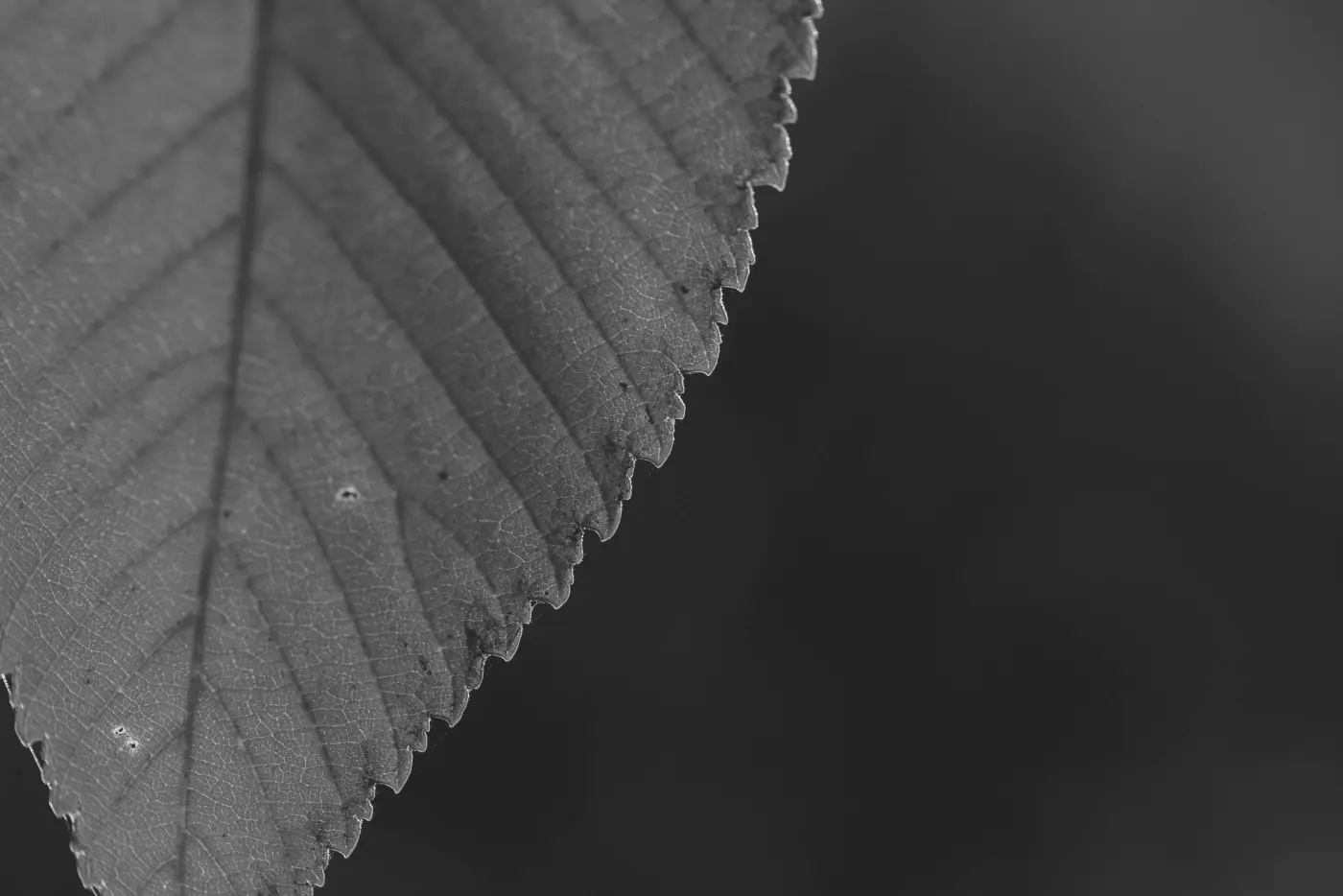 Green macro leaf