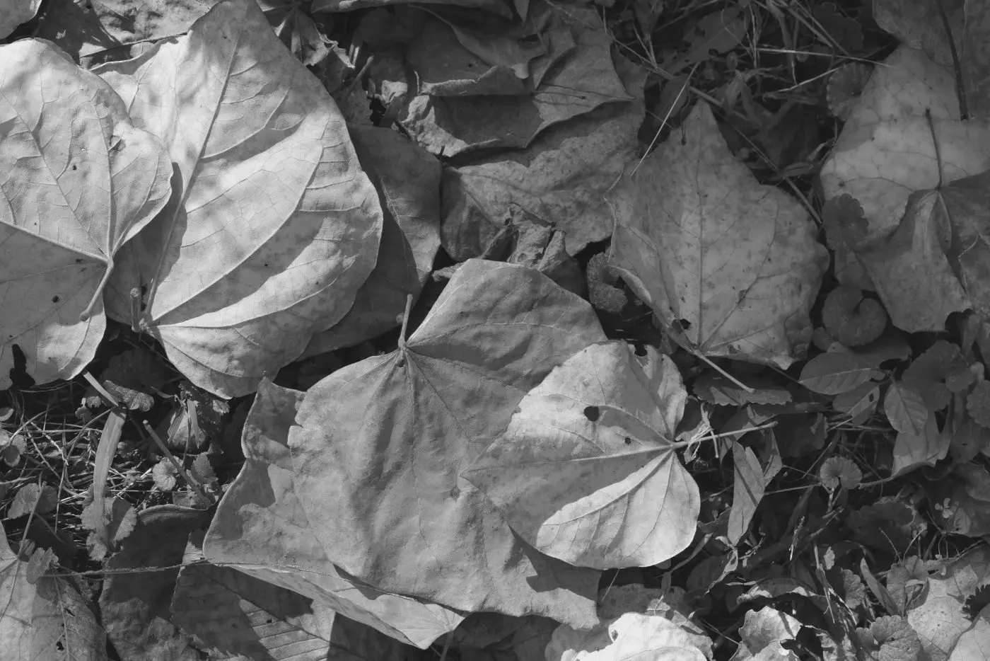 Leaves on ground