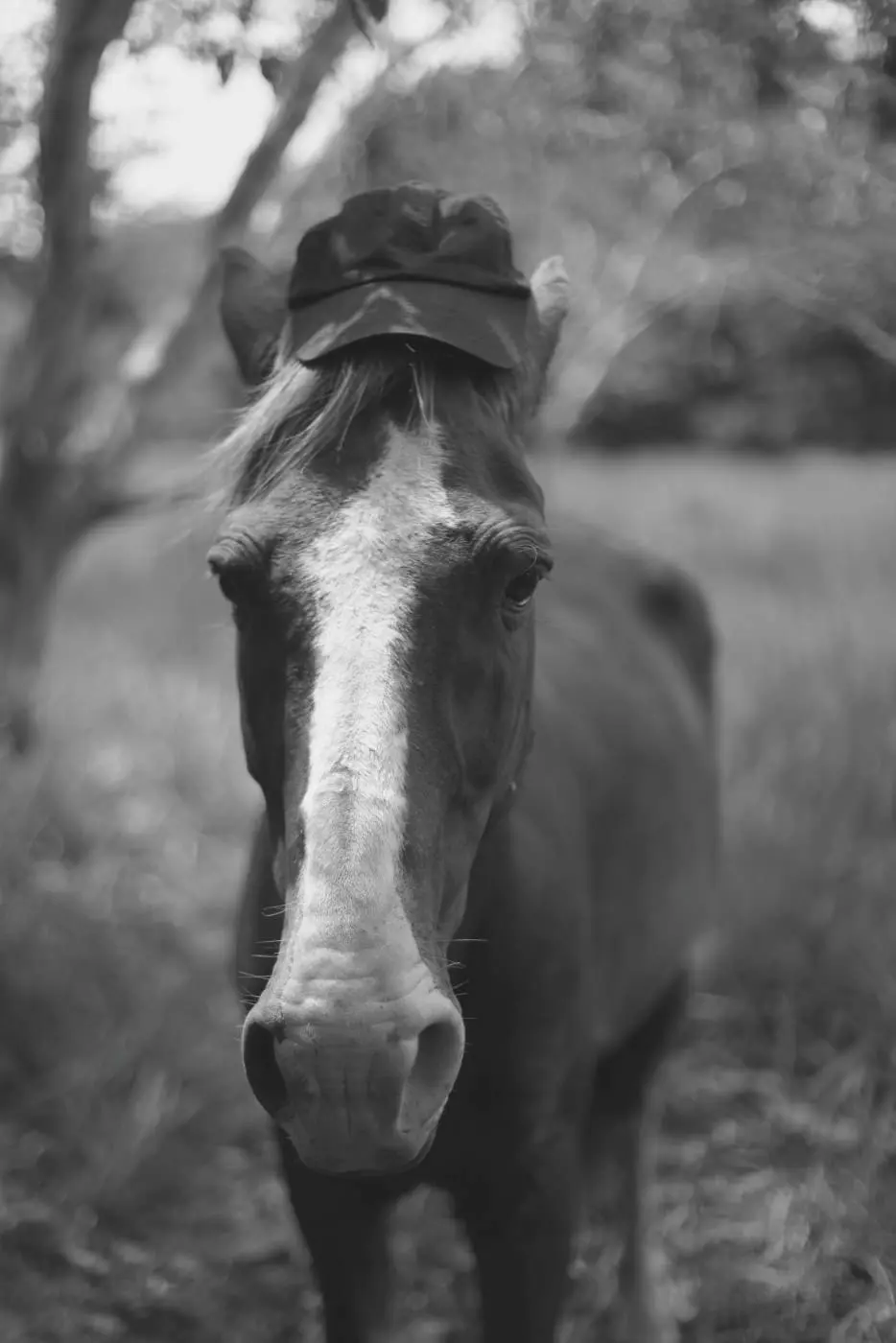 Horse with hat