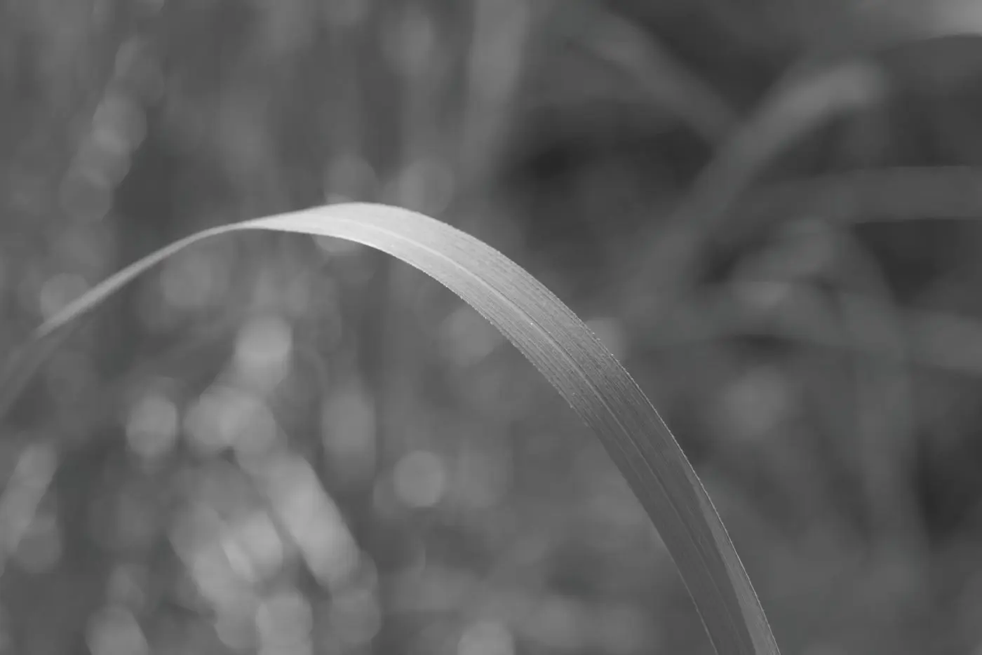 Blade of grass closeup